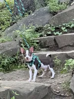 Max, a male Chihuahua for sale in West New York, NJ – 2 of 10