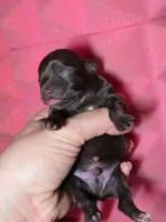 Christopher Robin AKC, a male Chihuahua for sale in West New York, NJ – 3 of 3