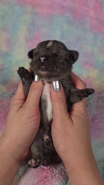 Kristoff AKC, a male Chihuahua for sale in West New York, NJ – 10 of 10