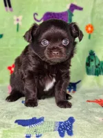 Winnie AKC, a female Chihuahua for sale in West New York, NJ – 2 of 10