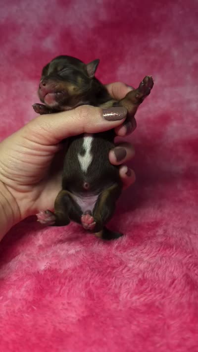 Rapunzel, a female Chihuahua for sale in West New York, NJ – 9 of 9