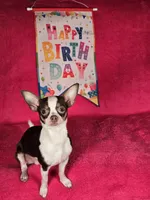 Max, a male Chihuahua for sale in West New York, NJ – 7 of 10