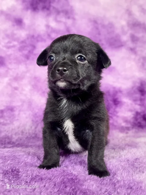 Prince Eric AKC – Chihuahua puppy for sale in West New York, NJ