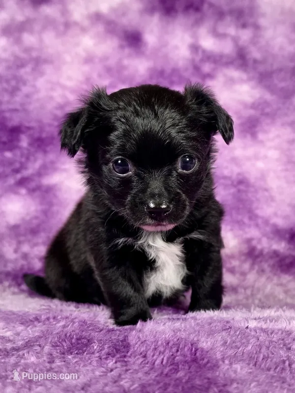 Aladdin AKC  – Chihuahua puppy for sale in West New York, NJ