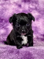 Aladdin AKC , a male Chihuahua for sale in West New York, NJ – 1 of 10