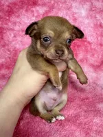 Pascal AKC (pet price) , a male Chihuahua for sale in West New York, NJ – 1 of 10