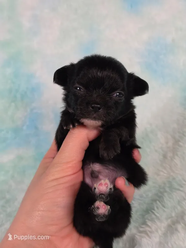 Flounder Tiny AKC pet home  – Chihuahua puppy on hold in West New York, NJ