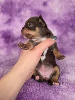 Rapunzel AKC (pet price) , a female Chihuahua for sale in West New York, NJ – 2 of 10