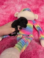 Flounder Tiny AKC pet home , a male Chihuahua for sale in West New York, NJ – 5 of 10