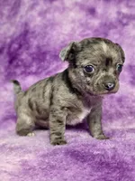 Kristoff AKC (pet price) , a male Chihuahua for sale in West New York, NJ – 2 of 10