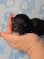 Prince Ali AKC , a male Chihuahua for sale in West New York, NJ – 1 of 4