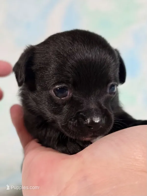 Prince Eric AKC – Chihuahua puppy for sale in West New York, NJ