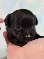 Prince Eric AKC (pet price) , a male Chihuahua for sale in West New York, NJ – 5 of 10