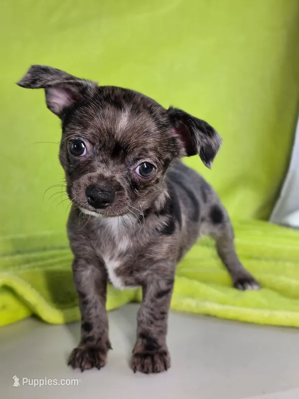 Kristoff AKC (pet price)  – Chihuahua puppy for sale in West New York, NJ