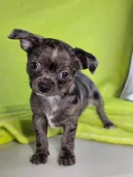 Kristoff AKC (pet price) , a male Chihuahua for sale in West New York, NJ – 1 of 9