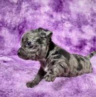 Kristoff AKC (pet price) , a male Chihuahua for sale in West New York, NJ – 4 of 10