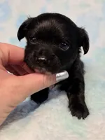 Aladdin AKC , a male Chihuahua for sale in West New York, NJ – 4 of 10