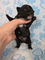 Prince Ali AKC , a male Chihuahua for sale in West New York, NJ – 2 of 4