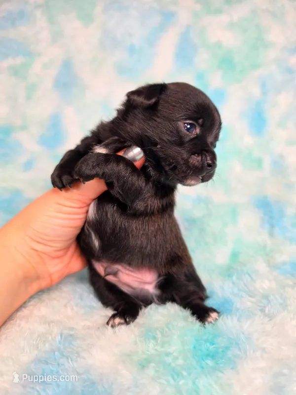 Prince Eric AKC – Chihuahua puppy for sale in West New York, NJ