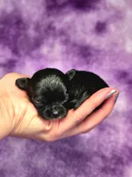 Flounder Tiny AKC pet home , a male Chihuahua for sale in West New York, NJ – 4 of 10