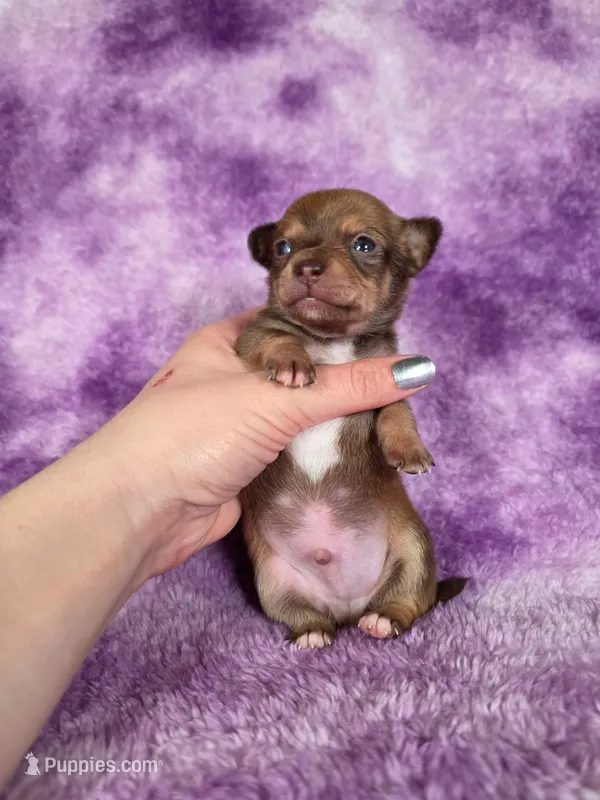 Pascal AKC – Chihuahua puppy for sale in West New York, NJ