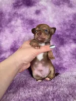 Pascal AKC (pet price) , a male Chihuahua for sale in West New York, NJ – 5 of 10