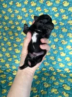 Prince Eric AKC, a male Chihuahua for sale in West New York, NJ – 3 of 6