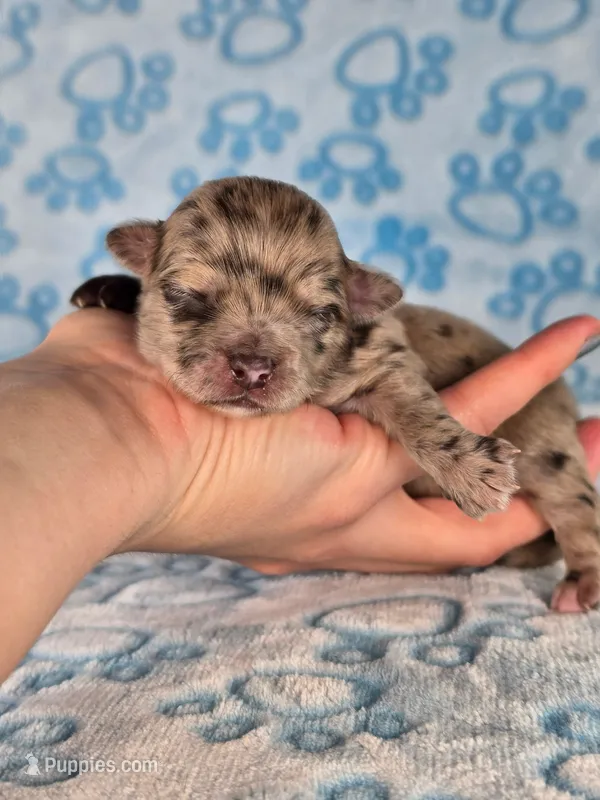 Tigger AKC – Chihuahua puppy for sale in West New York, NJ