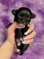 Flounder Tiny AKC pet home , a male Chihuahua for sale in West New York, NJ – 7 of 10