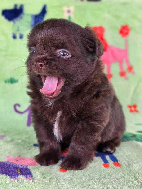 Christopher Robin AKC – Chihuahua puppy for sale in West New York, NJ