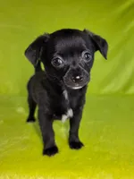 Prince Eric AKC pet price , a male Chihuahua for sale in West New York, NJ – 2 of 10