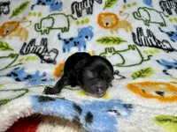 Flounder Tiny AKC pet home , a male Chihuahua for sale in West New York, NJ – 10 of 10