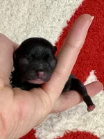 Flounder Tiny AKC pet home , a male Chihuahua for sale in West New York, NJ – 7 of 10