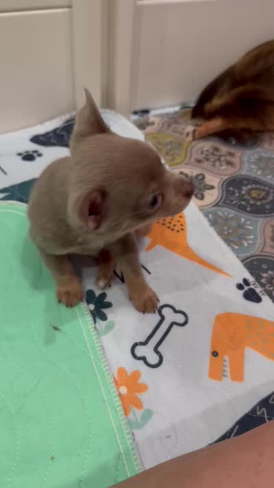 Olaf AKC (pet price) , a male Chihuahua for sale in West New York, NJ – 5 of 9