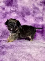 Prince Charming AKC (pet price) , a male Chihuahua for sale in West New York, NJ – 3 of 10
