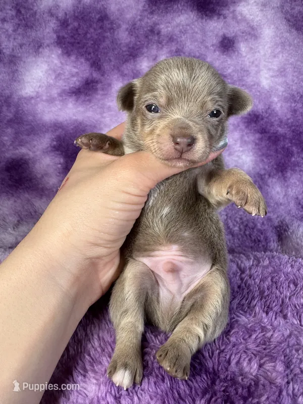 Olaf AKC – Chihuahua puppy for sale in West New York, NJ