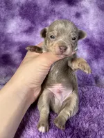 Olaf AKC (pet price) , a male Chihuahua for sale in West New York, NJ – 5 of 10