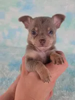 Olaf AKC (pet price) , a male Chihuahua for sale in West New York, NJ – 1 of 9
