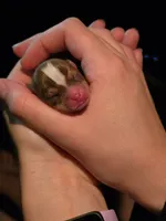 Ariel , a female Chihuahua for sale in West New York, NJ – 1 of 2