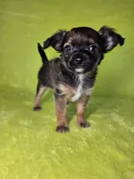 Prince Charming AKC (pet price) , a male Chihuahua for sale in West New York, NJ – 3 of 10