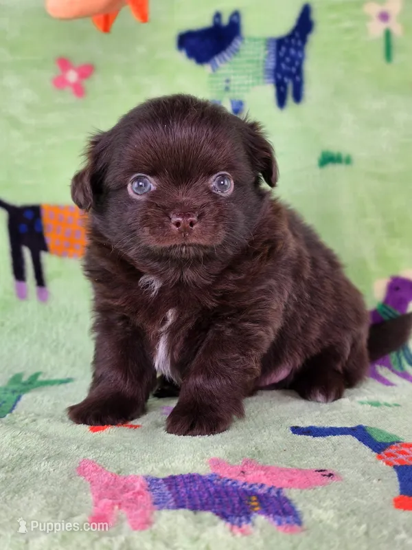 Christopher Robin AKC – Chihuahua puppy for sale in West New York, NJ