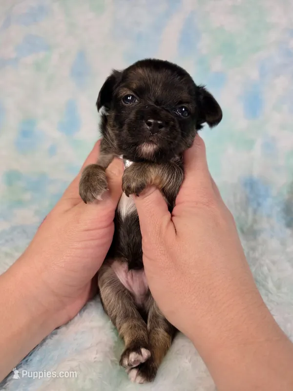 Prince Charming AKC – Chihuahua puppy for sale in West New York, NJ