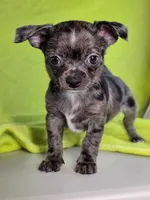 Kristoff AKC (pet price) , a male Chihuahua for sale in West New York, NJ – 4 of 9