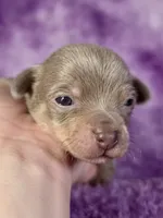 Olaf AKC (pet price) , a male Chihuahua for sale in West New York, NJ – 4 of 10