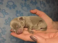 Olaf AKC, a male Chihuahua for sale in West New York, NJ – 8 of 10