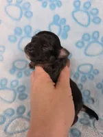 Prince Charming AKC, a male Chihuahua for sale in West New York, NJ – 2 of 6
