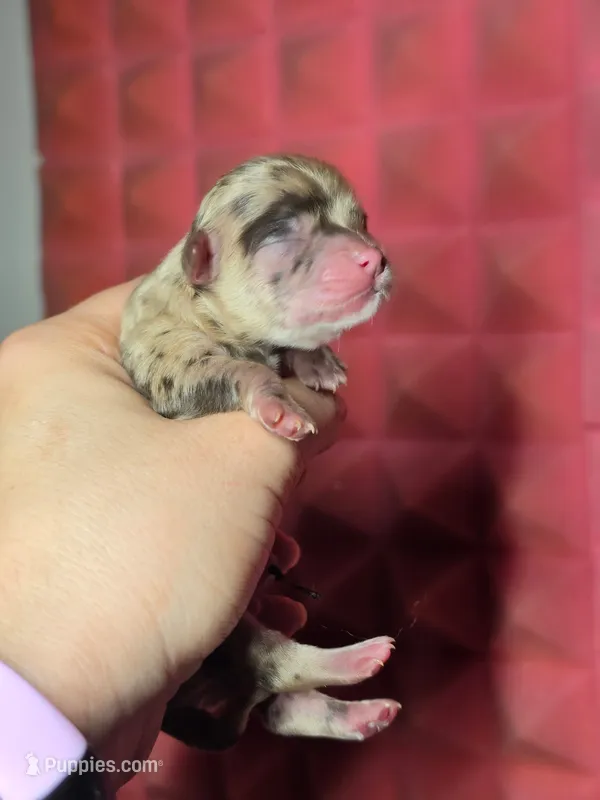 Piglet  – Chihuahua puppy for sale in West New York, NJ