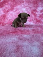 Pascal AKC (pet price) , a male Chihuahua for sale in West New York, NJ – 3 of 10