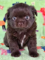 Christopher Robin AKC, a male Chihuahua for sale in West New York, NJ – 3 of 10