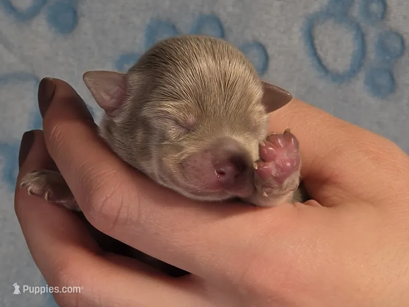 Olaf  – Chihuahua puppy for sale in West New York, NJ
